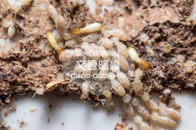 白蟻防治