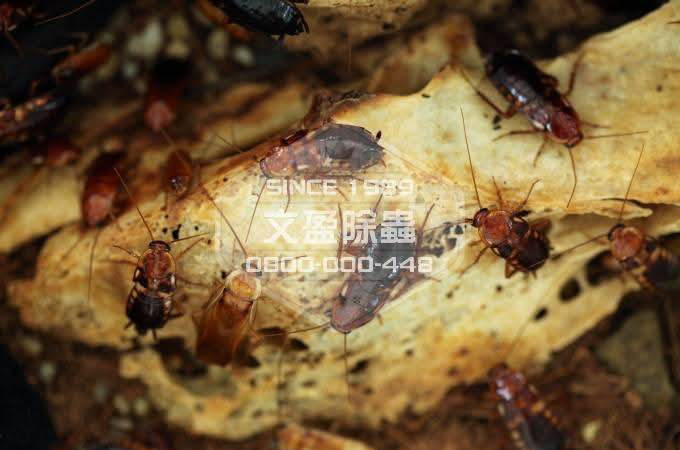 蟑螂防治