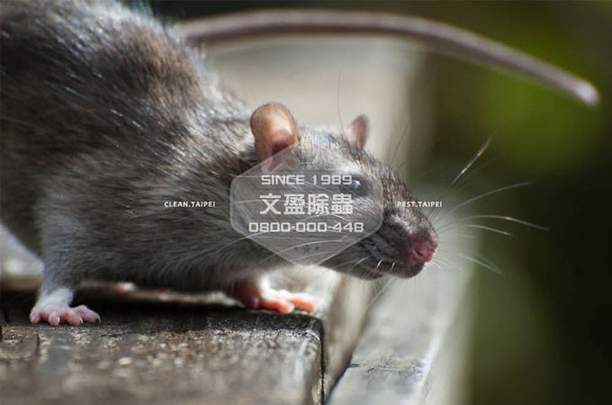 鼠害防治